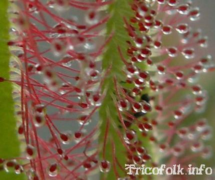 Drosera gros plan