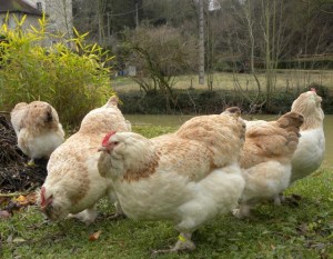 Les 5 poulettes près du compost