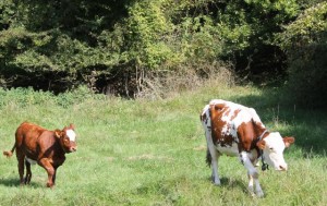 Vache Montbéliarde et son veau